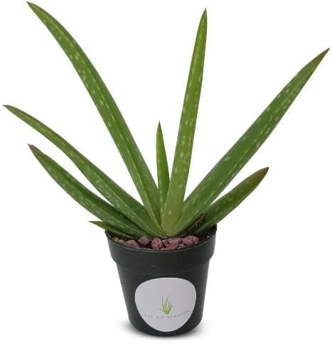 Live Aloe Vera Plant 5″-6″+ Air Purifying Easy Care Succulent Houseplant 2″ Pot