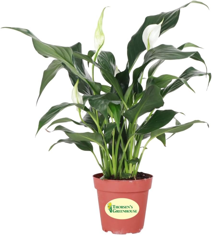 Thorsen’s Greenhouse Live Peace Lily Plant, Spathyphylum, Low Light, Natural Air Purifier Live Indoor Plant, 4″ Diameter Pot (Growers Pot, 4-inch Pot)