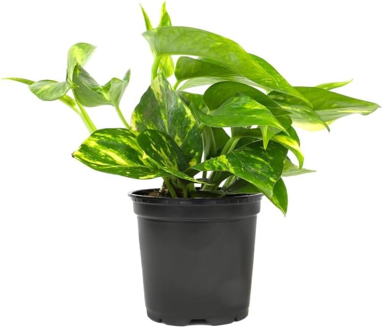 Live Tropical Pothos Plant (Golden) – Easy to Care for – Perfect for Indoor and Outdoor Home Decor, Office and Gift – in 3-inch Pot, NO Shipping to CA