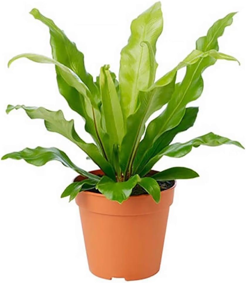 American Plant Exchange Bird’s Nest Fern – 6-Inch Pot – Live Easy Care Indoor Houseplant, Air-Purifying, Pet-Friendly Tropical Plant for Bathrooms, Bedrooms & Home or Office Décor