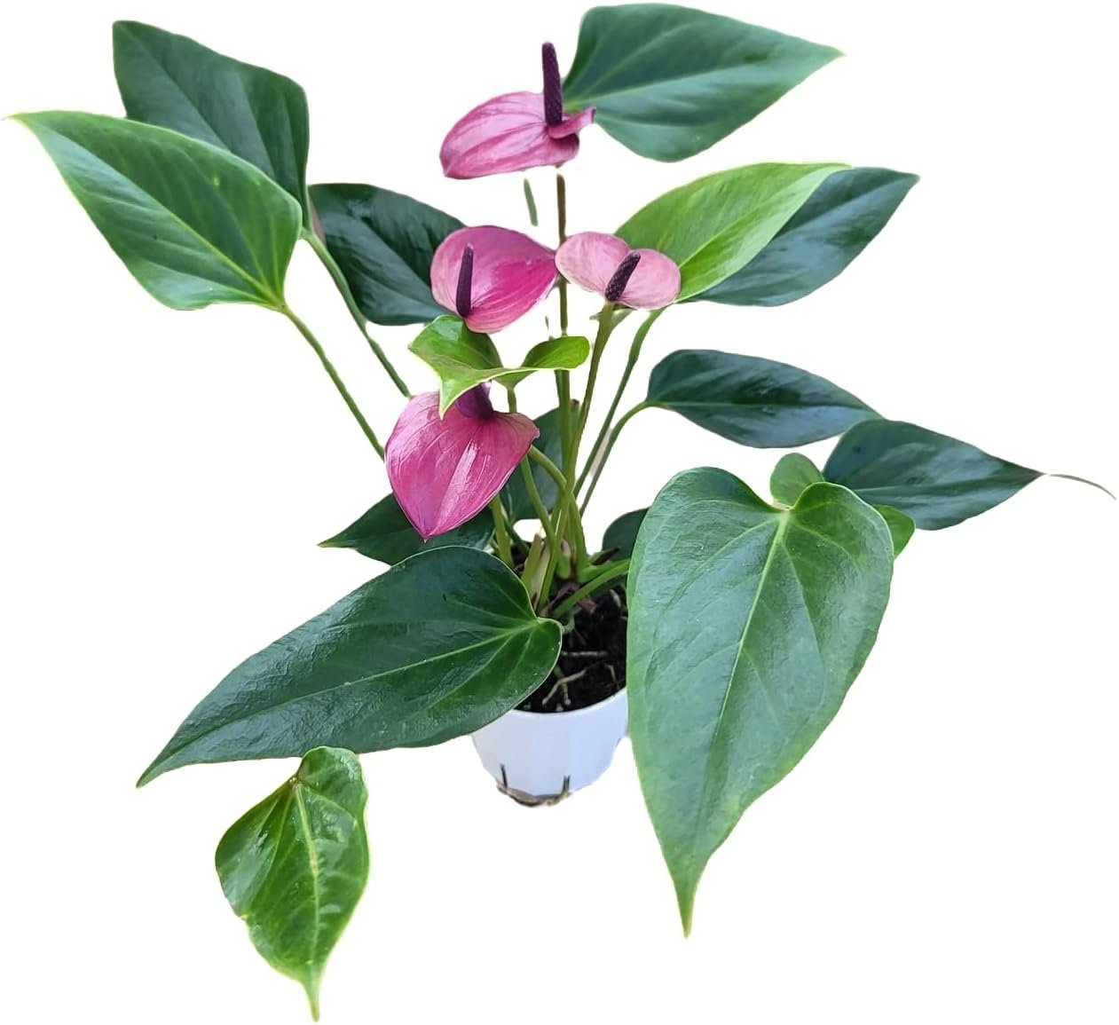Anthurium Purple Andraeanum – Exquisite Indoor Plant with Long-Lasting Blooms and Lush Foliage & Glossy Purple Flowers – Easy-Care Indoor Plant – CA Seller – Air Purifying Plant (Small Plant, 4″ Pot)