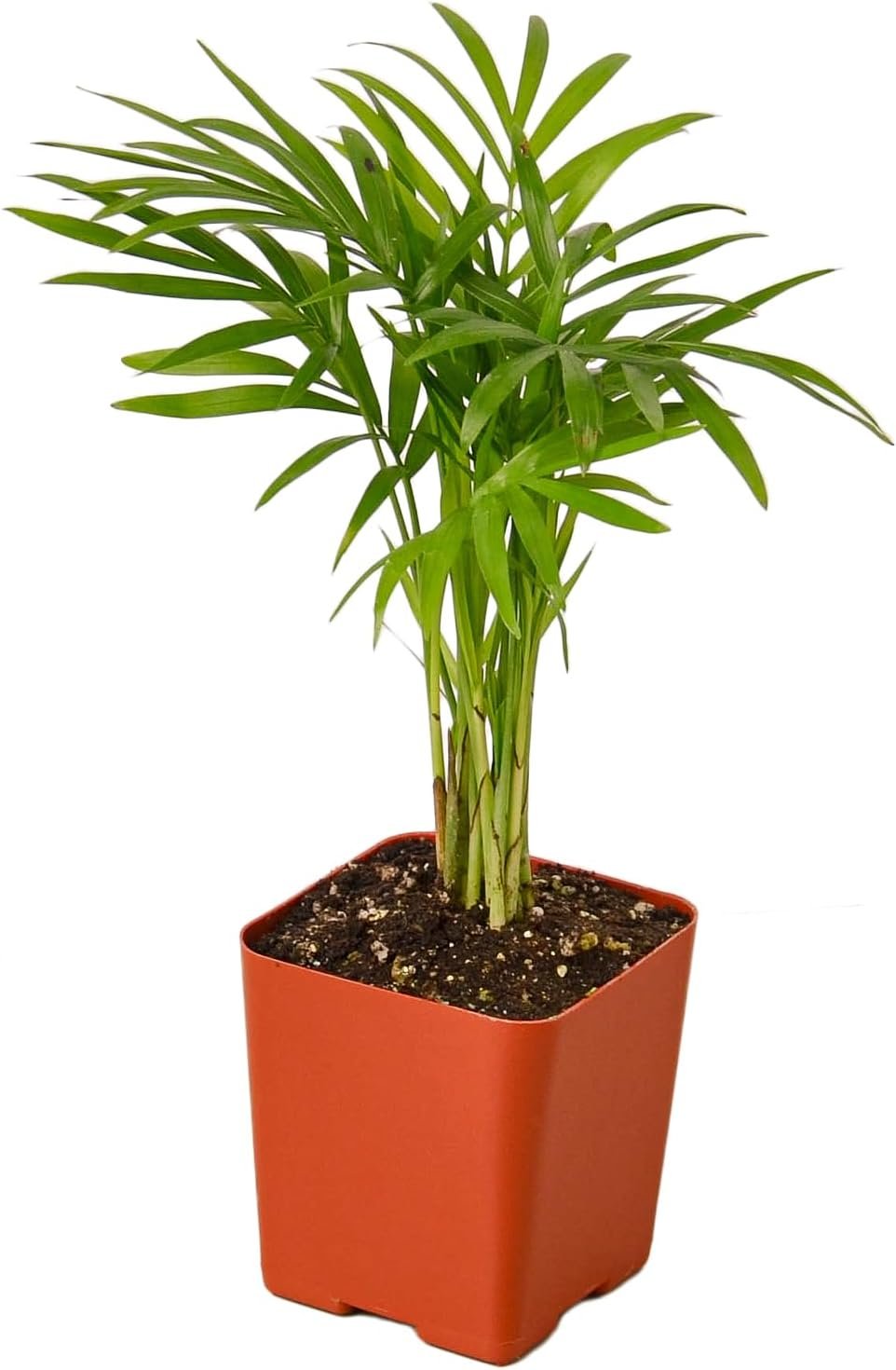 Parlor Palm Live Indoor Plant | Neanthebella Live Plant | Air Purifying Plant | Ship from CA in Nursey Pot | PET Friendly (Small Plant, 2″ Pot)