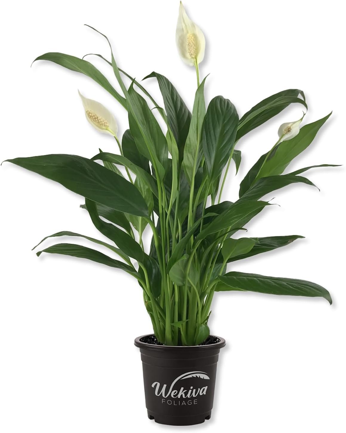 Spathiphyllum Peace Lily – Live Starter Plant in a 4 Inch Pot – Spathiphyllum – Elegant Low Maintenance Air Purifying Indoor Houseplant