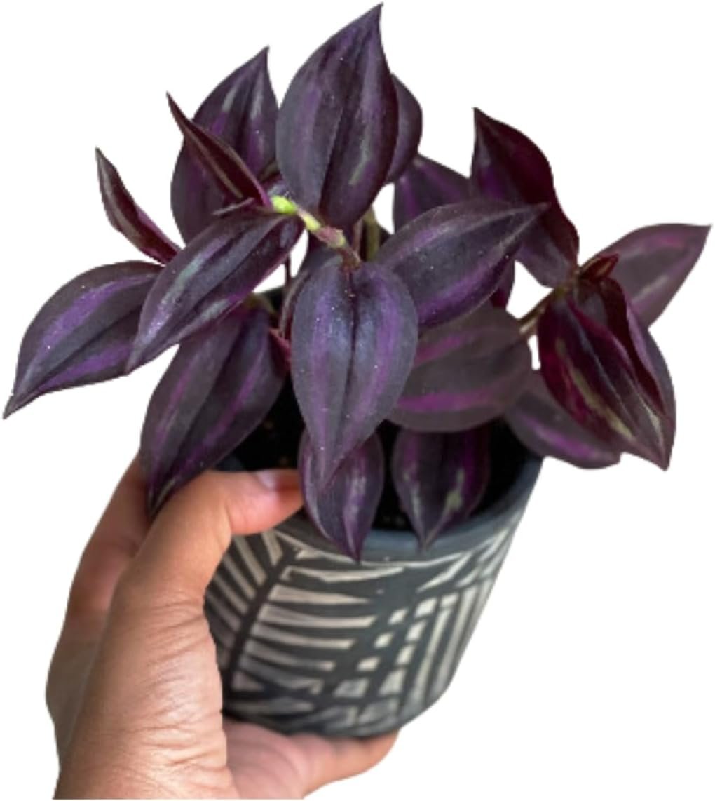 PLANTVERS Purple Jew Live Plant in a 4″ Nursery Pot – Low Light Air Purifier – Low Maintenance Houseplant Gift