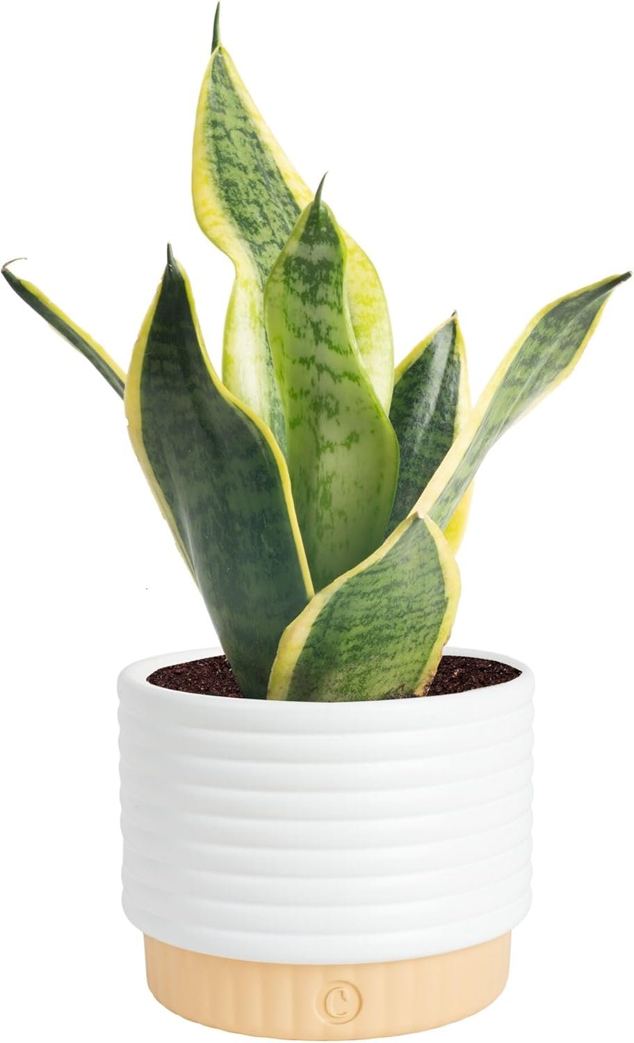 Costa Farms Snake Plant, Live Sansevieria Indoor Houseplant in 4-Inch Decorative Pot, 8-12 Inches Tall, Low Light Air Purifying Succulent, Easy Care Room Decor Gift