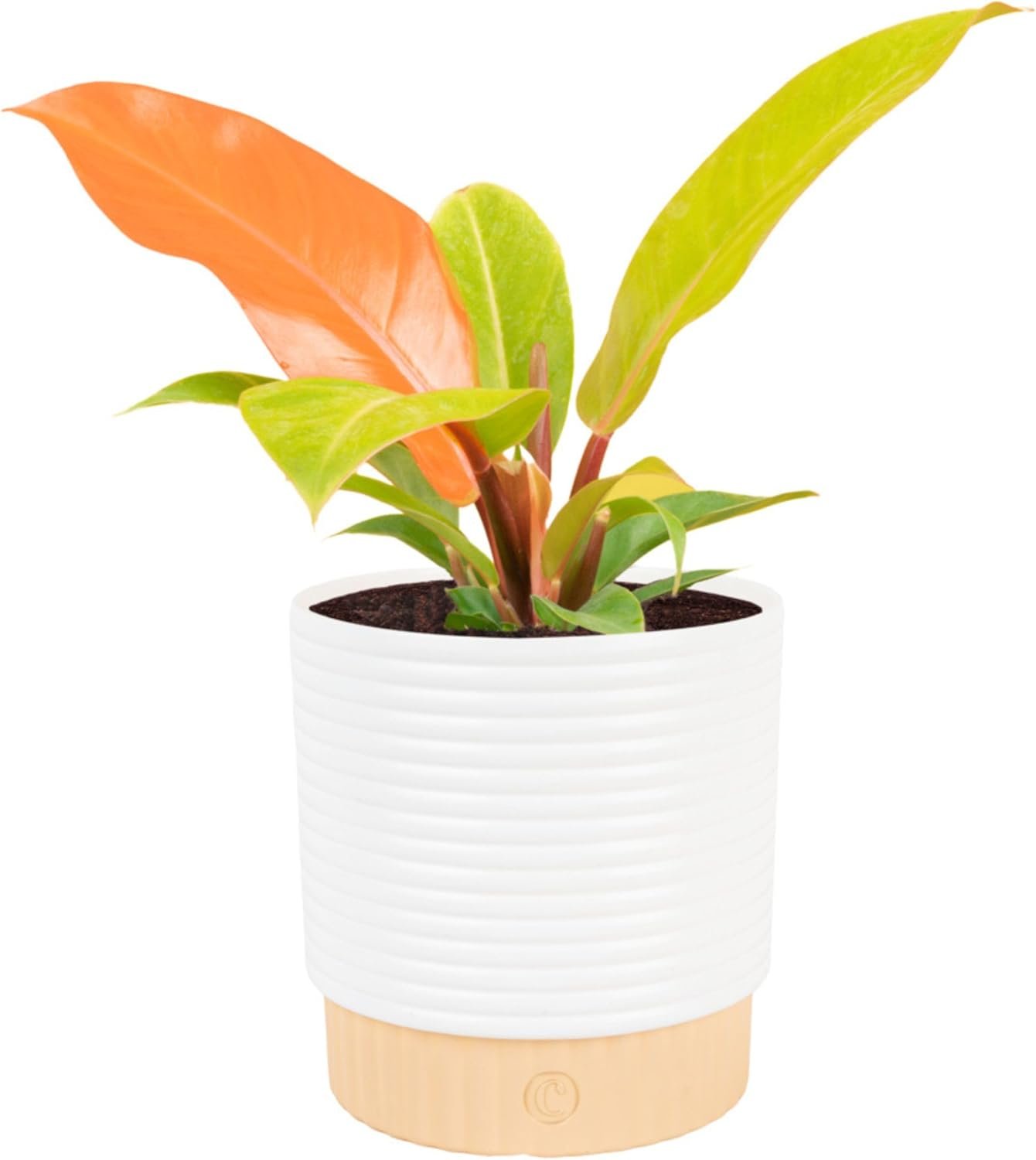 Costa Farms Philodendron Live Plant in Decorative Pot, Air Purifying Indoor Houseplant, Assorted Variety, Home, Room, or Office Decor, House Warming or Birthday Gift, 12-18 Inches Tall