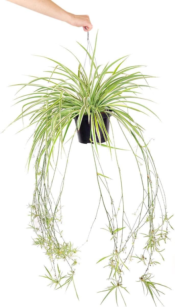 Spider Plant (4 inch) – Air-Purifying Houseplants – 4/6 inch Unique Live Decorative Houseplants – Low-Maintenance Indoor Plants, House Warming Gift, Natural Air Purifier