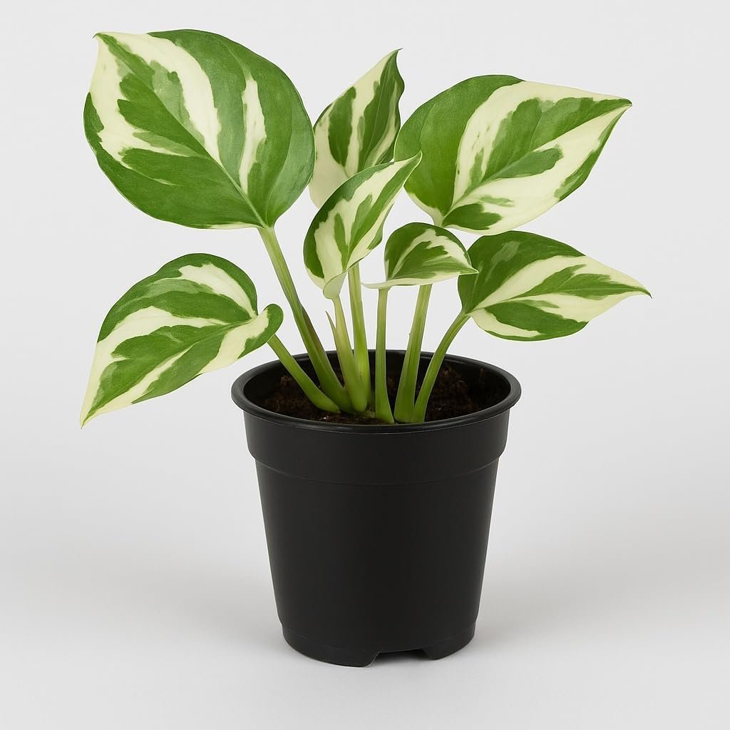 N’Joy Pothos – Live Starter Plant in 2 Inch Pot – Air Purifier Plant to Make Your House Healthier