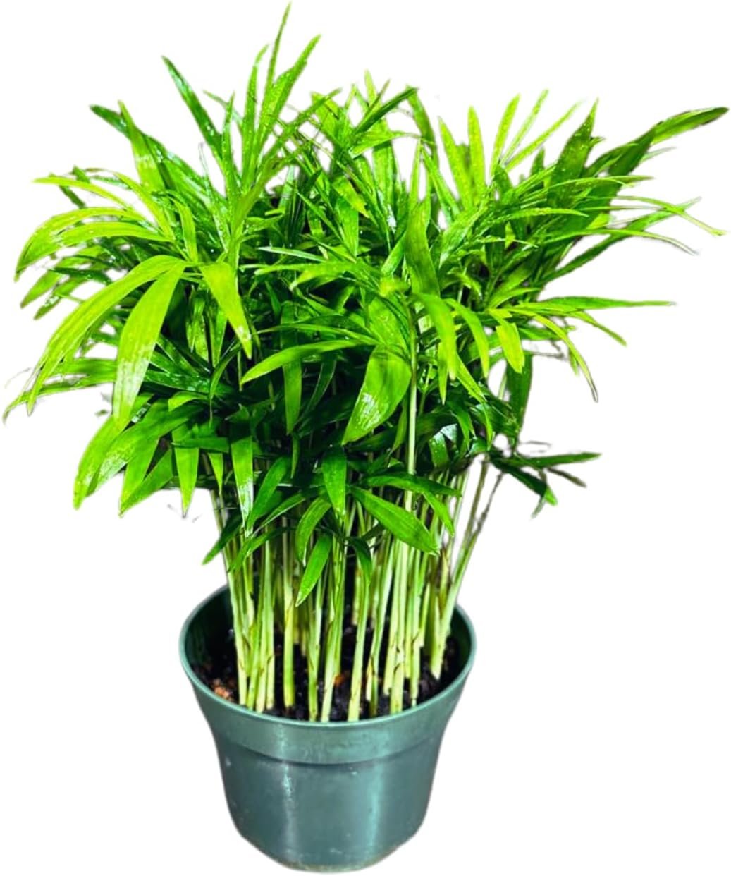 Live Parlor Palm in a 3 inch Nursery Pot – Golden Cane Palm Tree – Air Purifier Plant for Home Decor – Office Gift Indoor Plant