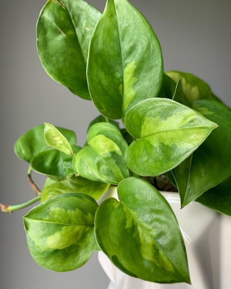 Global Green Pothos – Live Plant in 2 Inch Pot – Air Purifier Plant to Make Your House Healthier – Indoor Plant Aesthetic