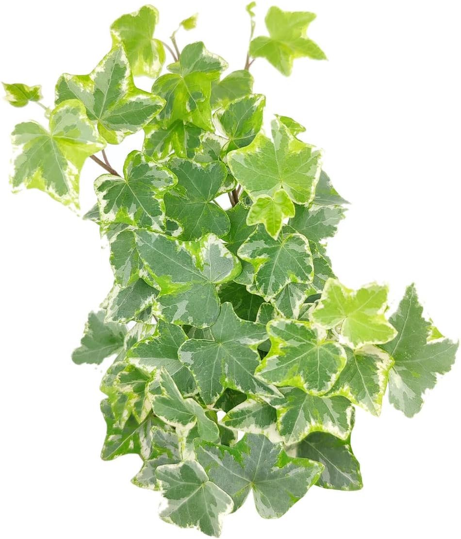 Golden English Ivy – Hedera Helix Kolibri (3″ Grower Pot) – Eye-catching, Air-Purifying, Easy to Grow Houseplant – Best Trailing Houseplant for Home and Office Decoration