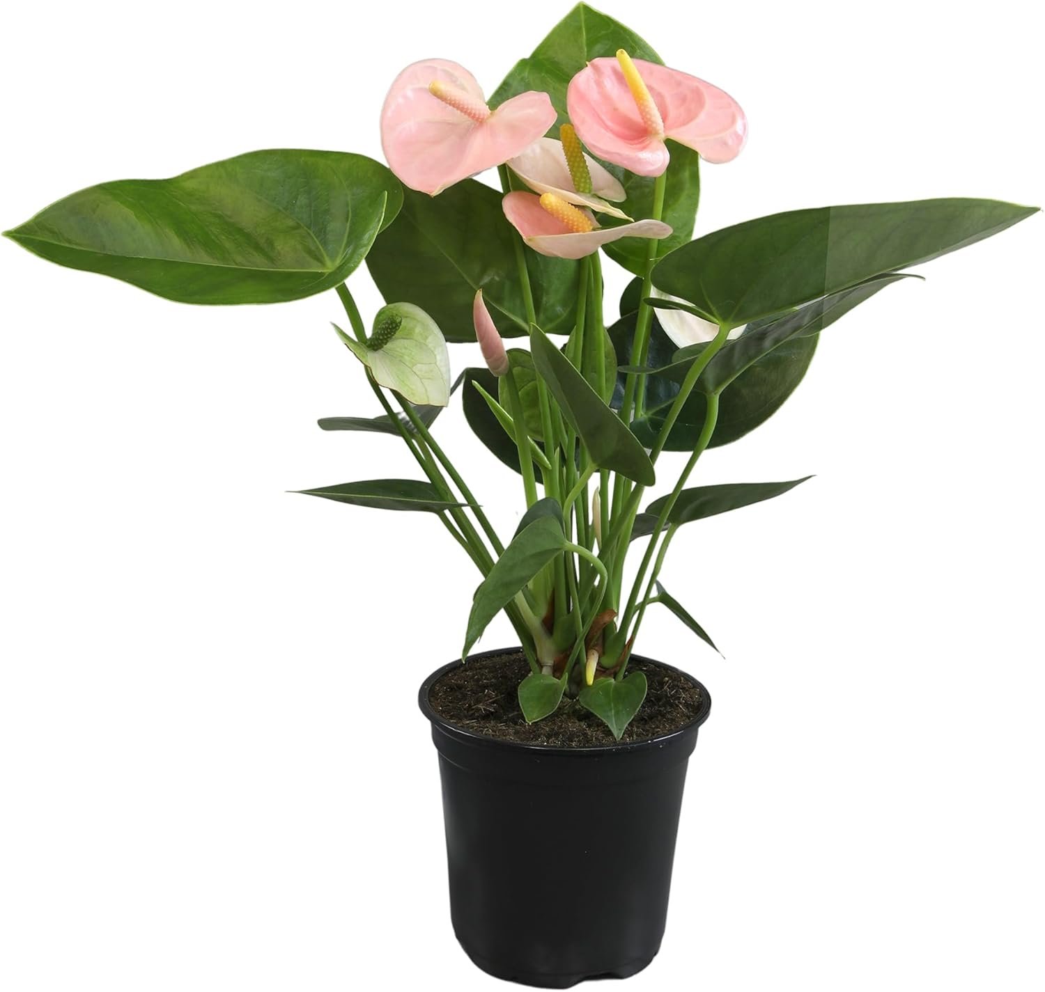 Pink Anthurium Live Plant (Approx. 13-16″ Tall), Real Flowers/Unique House Plants in 4″ Nursery Pot, Floral Office Plants, Air Purifying Plants & Cool Gifts for Plant Lovers by Plants for Pets