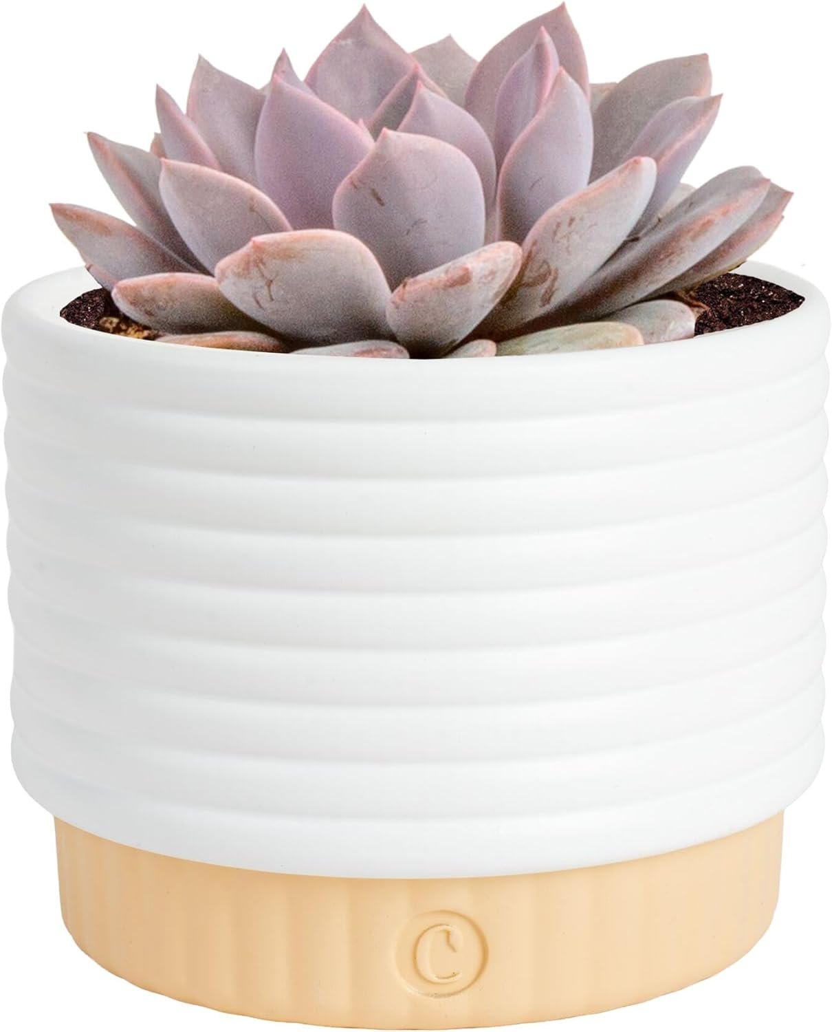 Costa Farms Succulent, Live Indoor Plant Grower’s Choice, Easy to Grow Houseplant in Indoor Succulent Planter, Birthday, Garden Gift, Desert Room Decor for Home or Office, 6-Inches Tall
