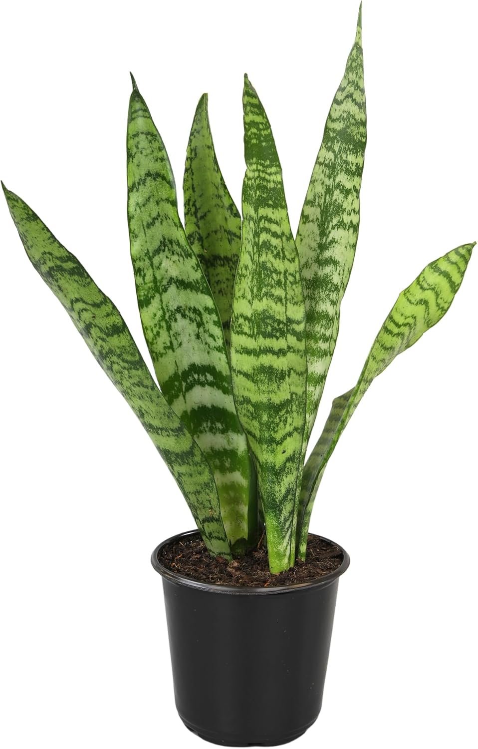 Altman Plants Live Snake Plant (Zeylanica), Approx. 13″ Tall, Virtually Indestructible Easy Succulent Houseplant, 4 in Pot