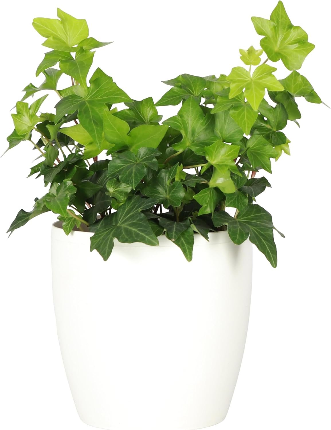 Thorsen’s Greenhouse Live Green English Ivy Plant, Hedera Helix, Natural Air Purifier, Easy to Grow, Live Indoor Houseplant, 4″ Diameter Pot, White