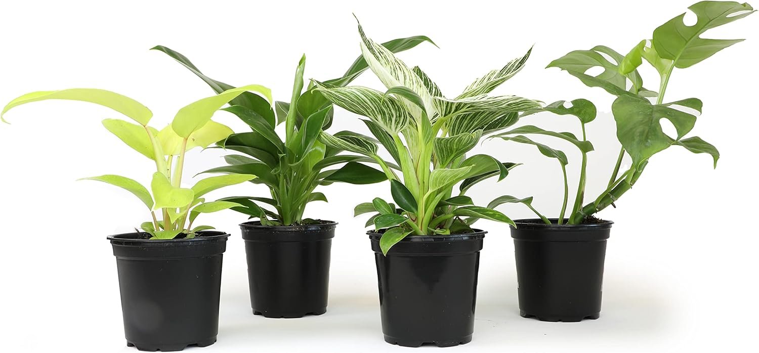 Real Philodendron Plant Variety Pack (Includes 4 Live Plants) in 4.25″ Grower Pots, Easy to Grow Air Purifying Philodendrons, Seasonal Surprise Box, Easy & Popular Houseplants by Plants for Pets