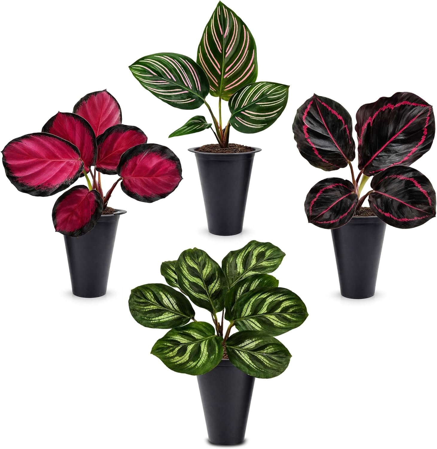 Calathea Collection (4 Pack) Live Plants – Stunning Foliage Prayer Plants Like Orbifolia, Rose Painted, White Star & Dottie – Easy Indoor Tropical Plants – Pet Friendly – Natural Air Purifiers