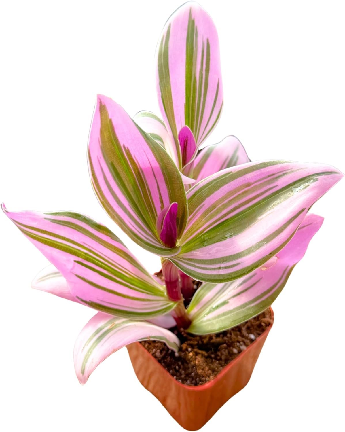 2″ Unique Succulents Plants Live, Live Starter Succulent Plants, Easy Care House Plants Rooted in Succulent Soil Mix, by The Succulent Cult (Tradescantia Nanouk)