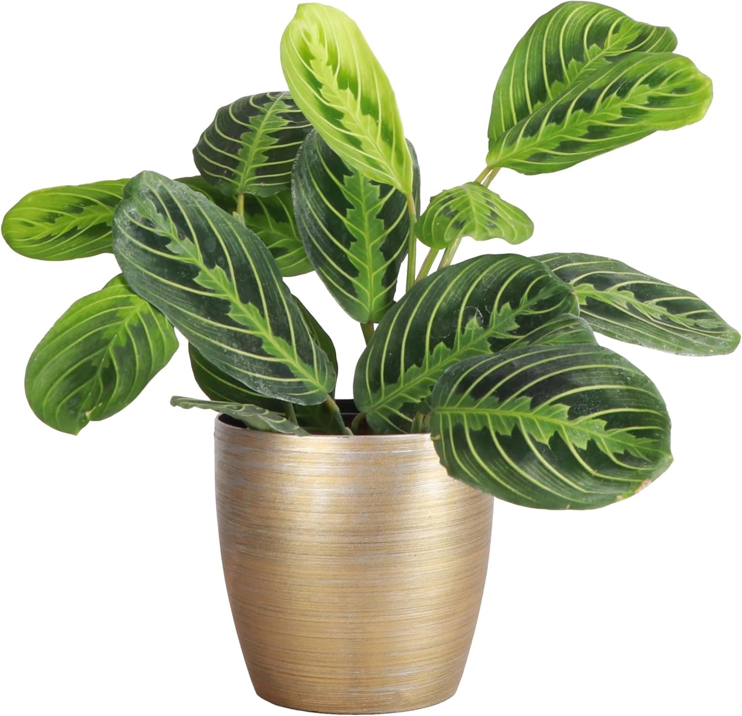 Thorsen’s Greenhouse Lemon Lime Prayer Plant, Live Indoor Plant, Pet Friendly, Attractive Houseplant, Lemon Maranta, Natural Air Purifier, Easy to Grow, 4″ Diameter Pot (Gold)