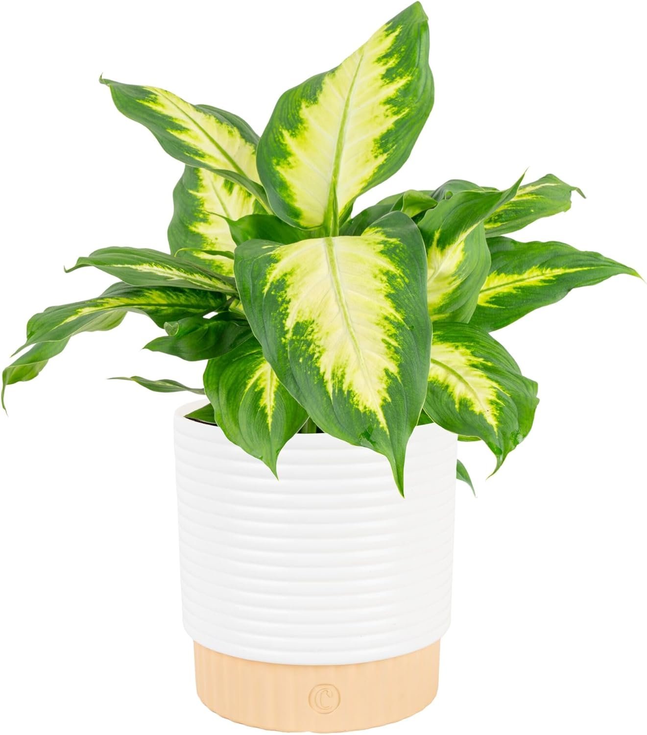 Costa Farms Dieffenbachia, Dumb Cane Live Plant in Decorative Pot, Easy to Maintain Indoor Houseplant, Perfect for Home, Room, or Office Decor, Great House Warming or Birthday Gift, 12-18 Inches Tall