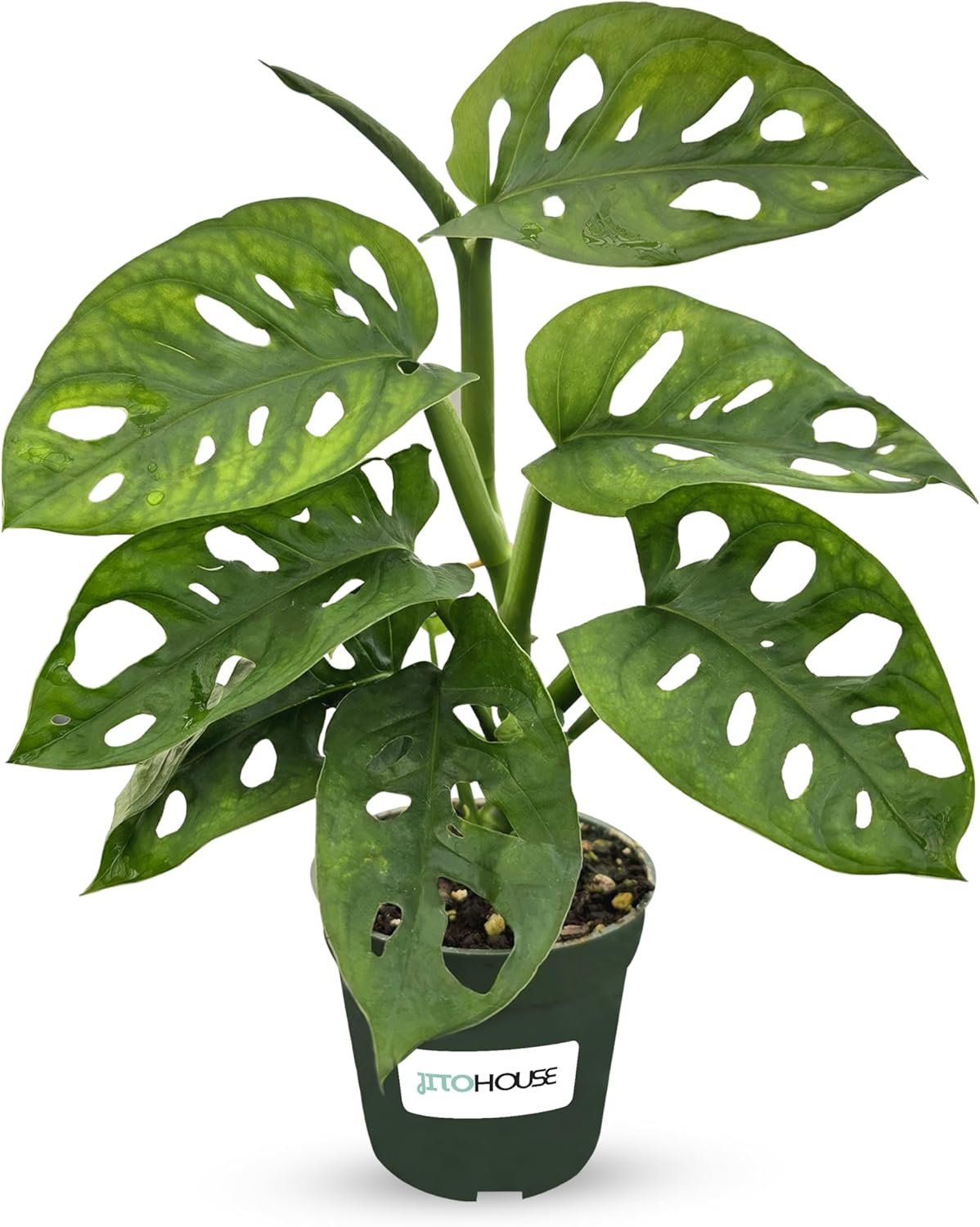 Monstera Adansonii Swiss Cheese – Live Full Size Indoor Plants Houseplants, Air Purifier Indoor Plants | Real Plants Decor for Living Room, Office, Desk & Bathroom, Easy Low Maintenance – JitoHouse