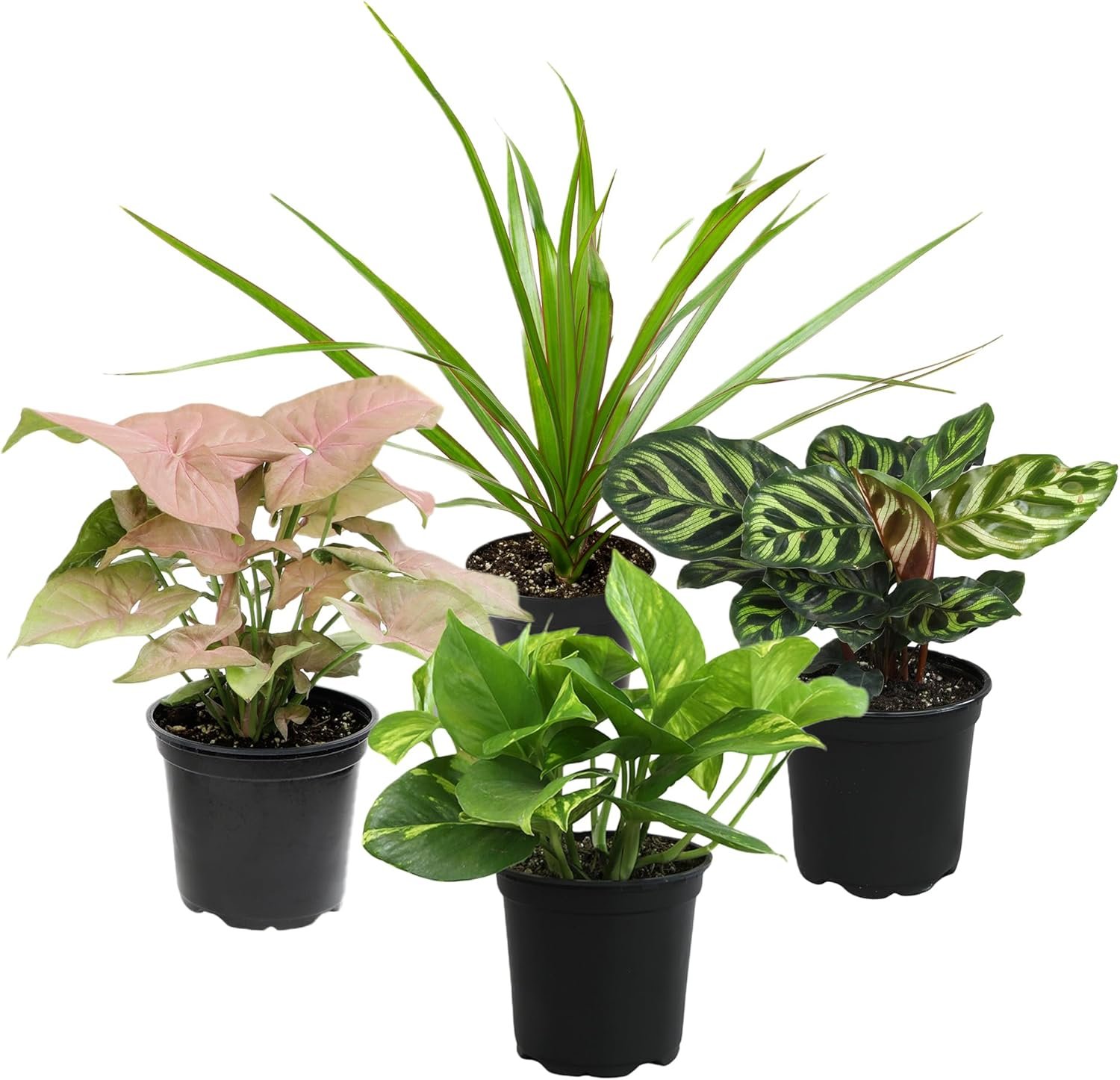 Altman Plants Classic Houseplant Collection (4PK) Live Indoor Plants in 4″ Pots, Easy Care House Plants, Snake Plant, Pothos in Potting Soil, Clean Air Plants