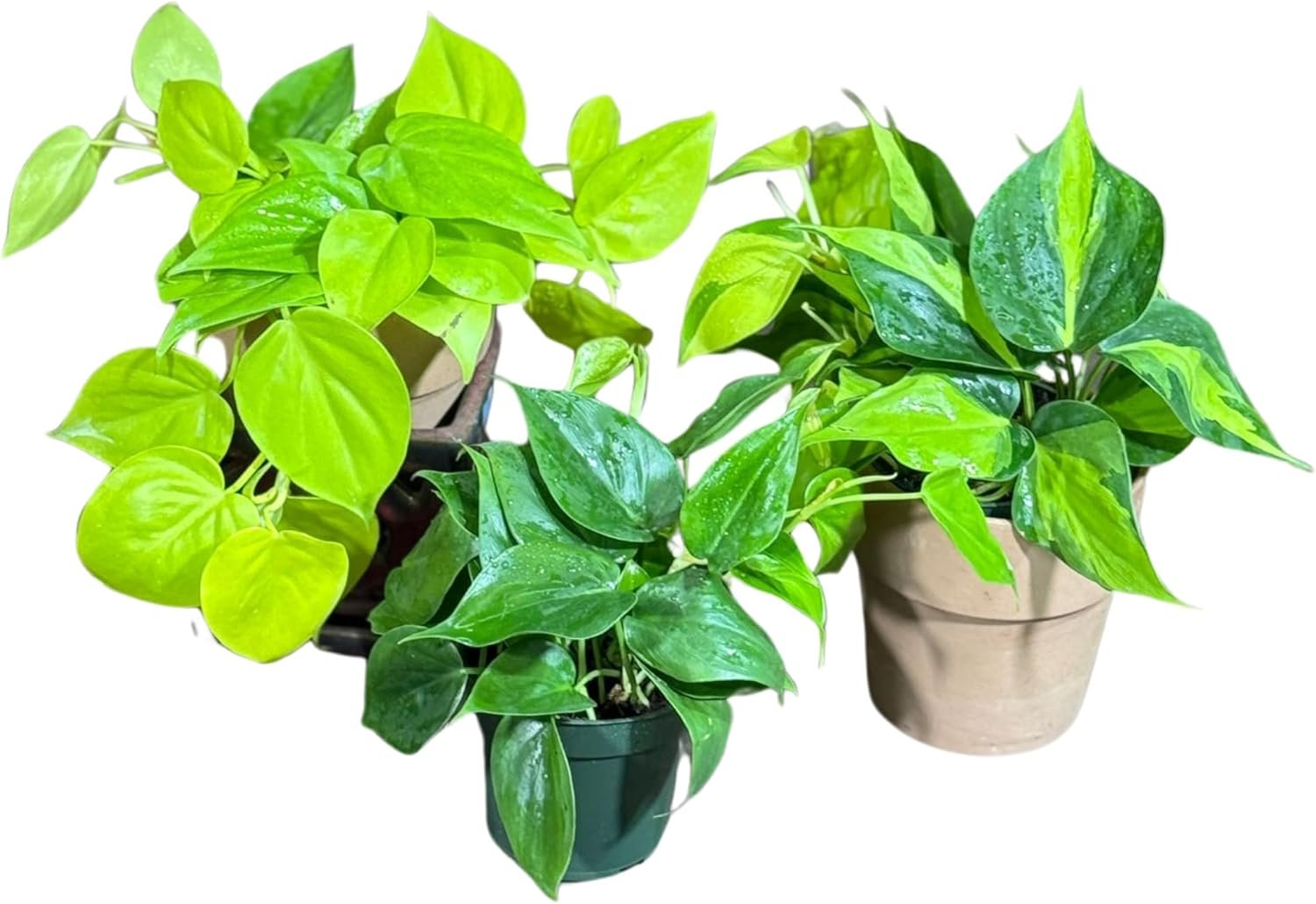PLANTVERS Set of 3 Philodendron Plants in 4” Nursery Pots – Brazil, Lemon Lime & Jade Heartleaf Philodendron Varieties – Live Indoor Vining Houseplants – Variegated Easy Care & Air Purifying Plants