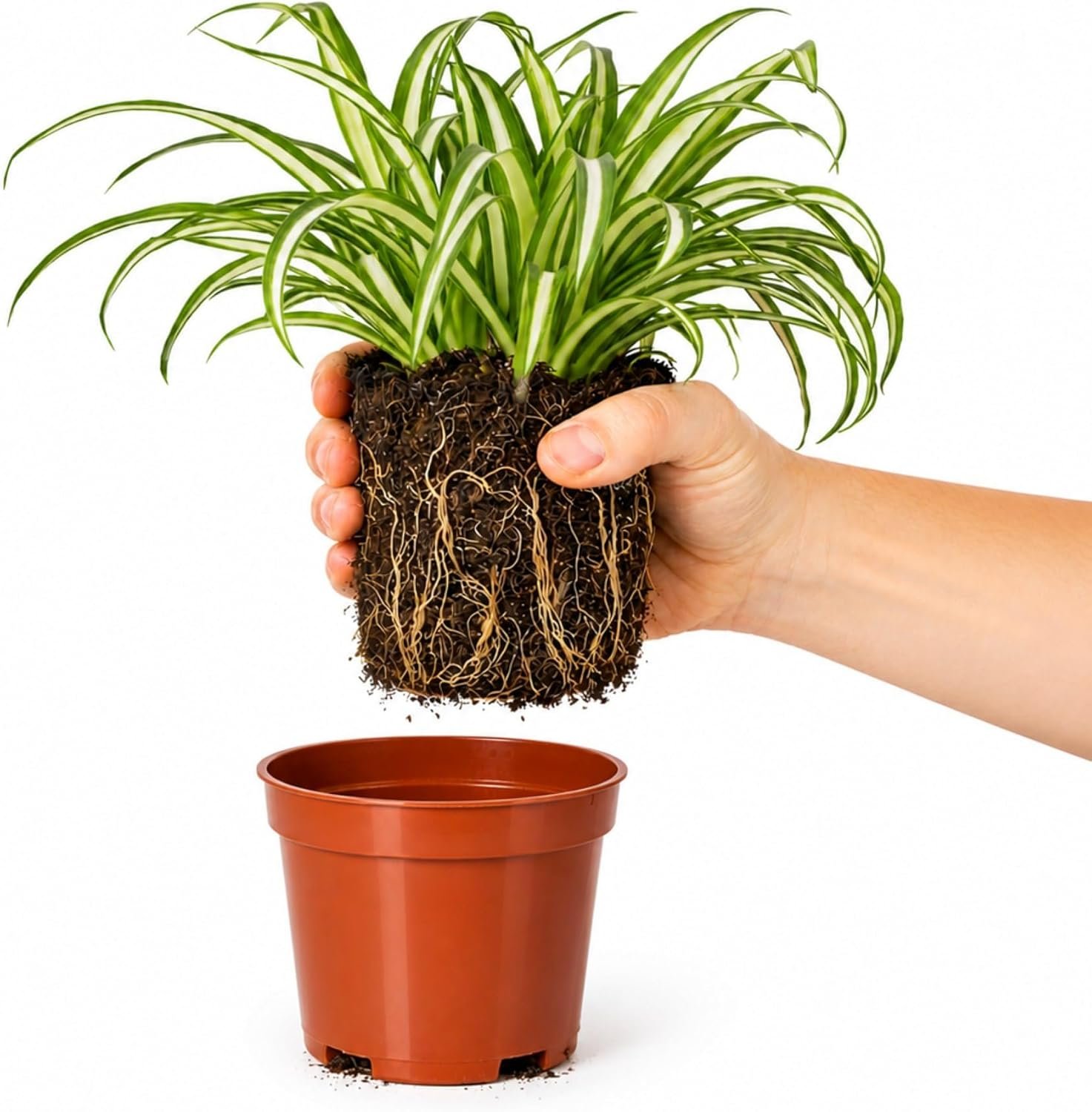 Easy to Grow Spider Plant Variegated 1 Full Size Potted Plant – Large Established Houseplant in 4″ Quart Pot – Indoor Outdoor, Low Maintenance, Air-Purifying (Not Starter Plug)