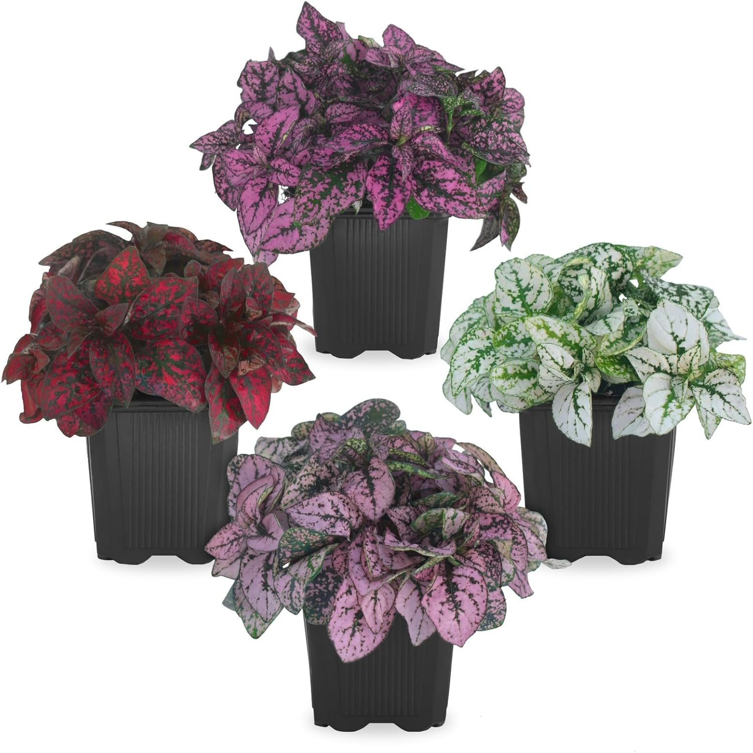 Polka Dot Plant Collection (4-Pack) – Live Houseplants, Small Indoor Plants, Hypoestes (Red, White, Rose, and Pink) – Colorful, Air-Purifying House Plants (Collection)