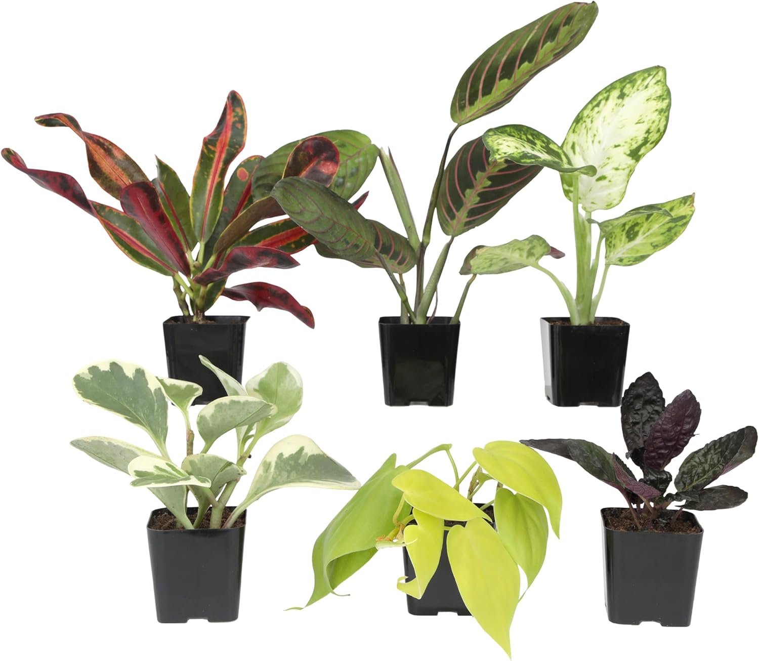 Easy to Grow Houseplants (Pack of 6), Live House Plants in Containers, Growers Choice Plant Set in Planters with Potting Soil Mix, Home Décor Planting Kit or Outdoor Garden Gifts by Plants for Pets