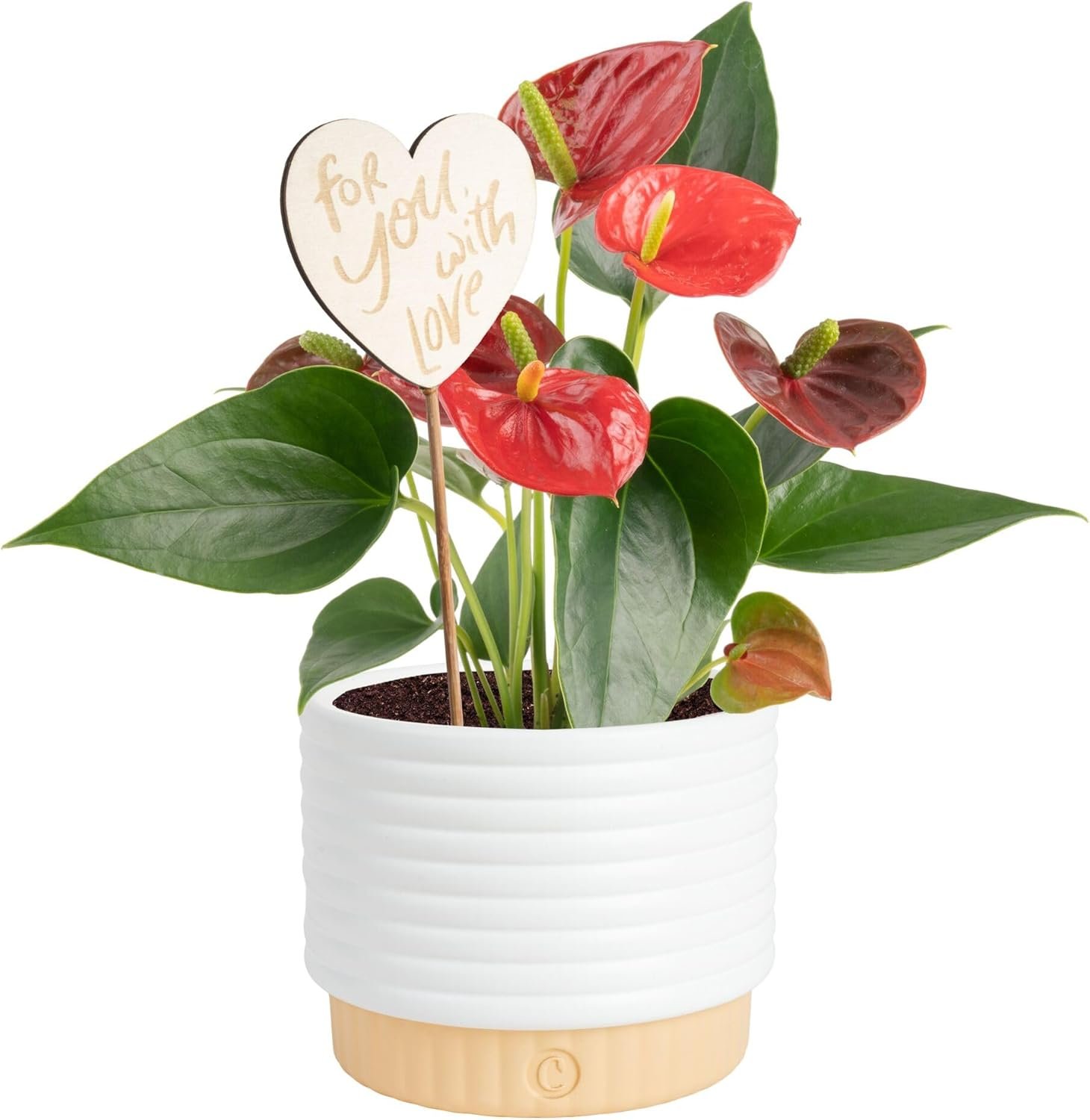 Costa Farms Live Anthurium Indoor Houseplant, Flamingo Flower with Heart-Shaped Red Blooms, 10-14 Inches Tall in Decorative Pot with Decoration, Air Purifier for Home or Office Decor, Gift for Her