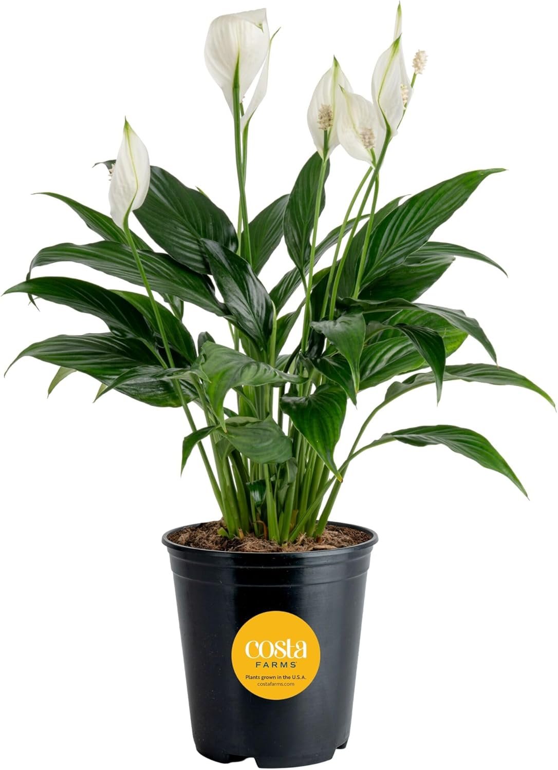 Costa Farms Peace Lily, Live Indoor Plant with Flowers, Air Purifying Houseplant in Nursery Planter Pot, Potting Soil, Thinking of You Gift, Plants Room Decor, 1 Foot Tall