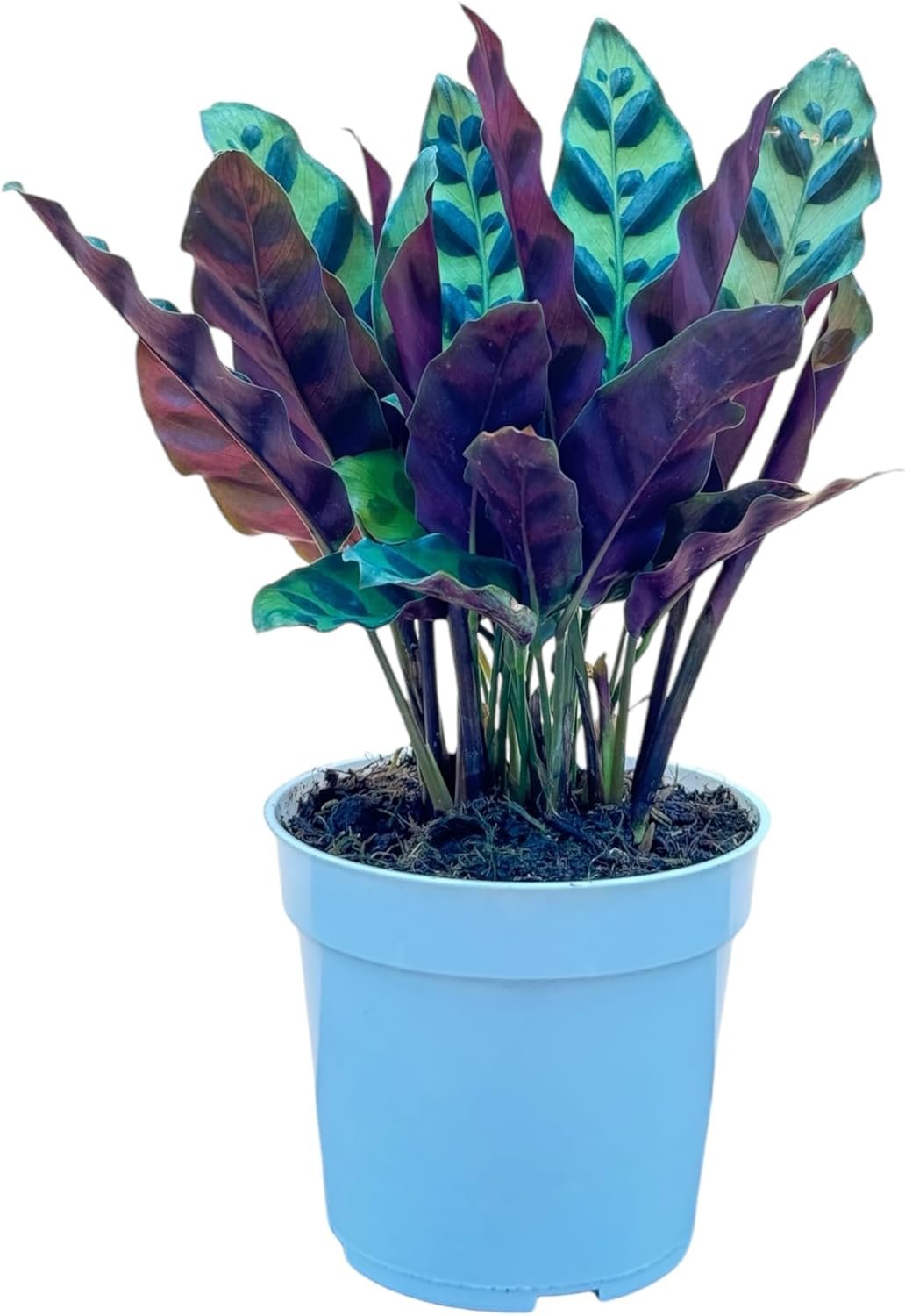 Rattlesnake Calathea Live Plant – Air Purifier, Colorful House Plant, Ideal for Home Decor and Room Decor – Rattlesnake for Indoor Plants, Calathea Lancifolia Prayer Plant