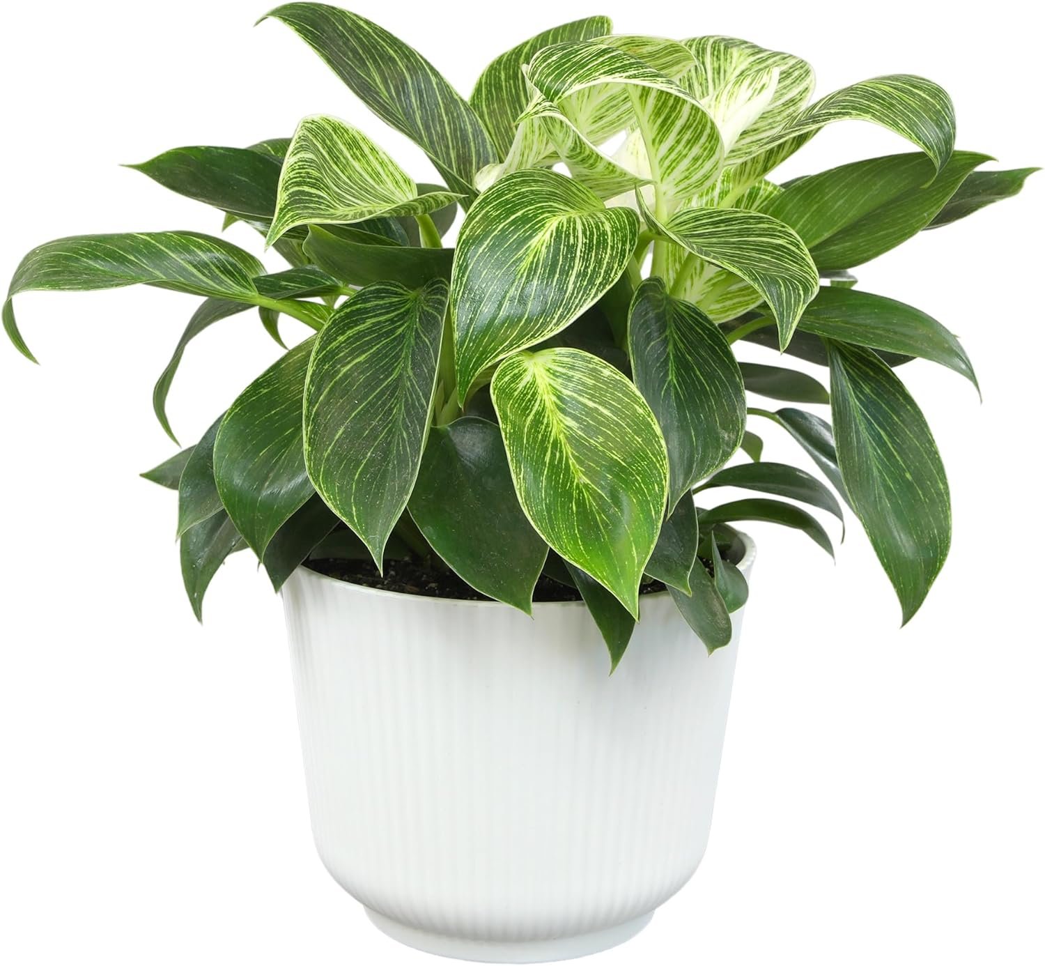 Variegated Philodendron Birkin House Plant Gift & Decor, Powerful Air Purifying Plant, Easy to Grow, Upright Philodendrons, Popular Live Indoor Plants, Includes 6″ White Décor Pot, Unique Houseplants