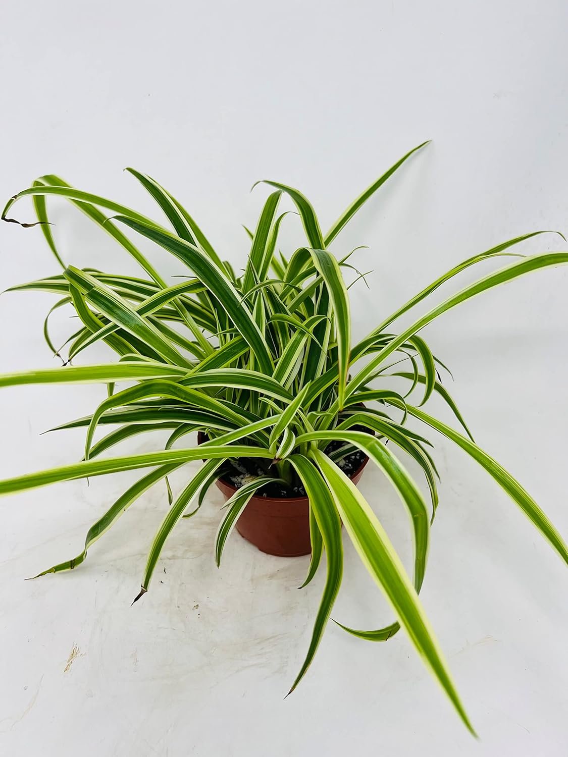 Reverse Variegated Spider Plant – Easy to Grow/Cleans The Air – 4in Pot