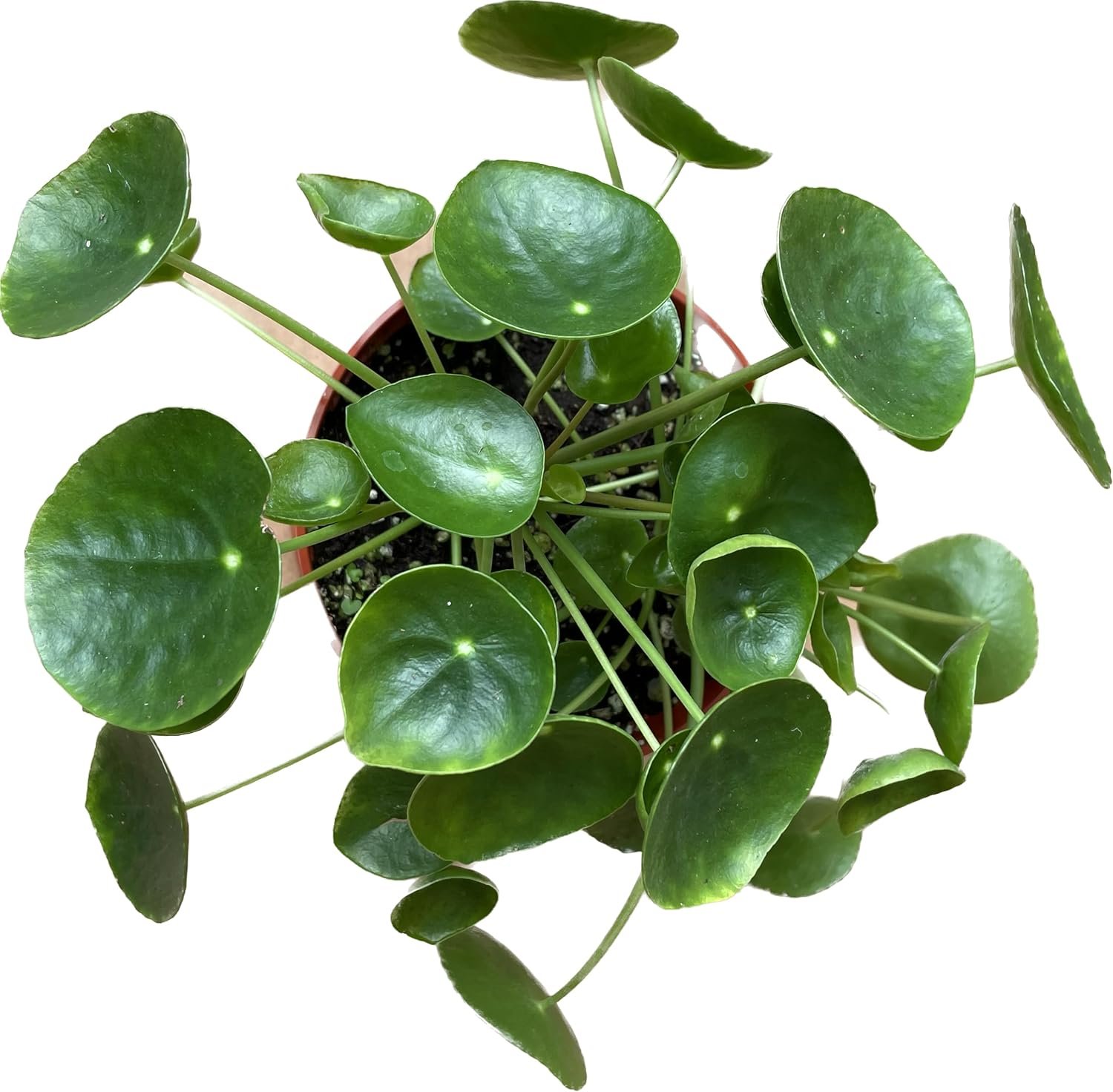 Chinese Money Plant Live – Pilea peperomioides Live Plant | Easy Care Indoor Houseplant | Air Purifying | 4-Inch & 6-inch Pot Available | California Seller (4″ Pot, One Small Plant)