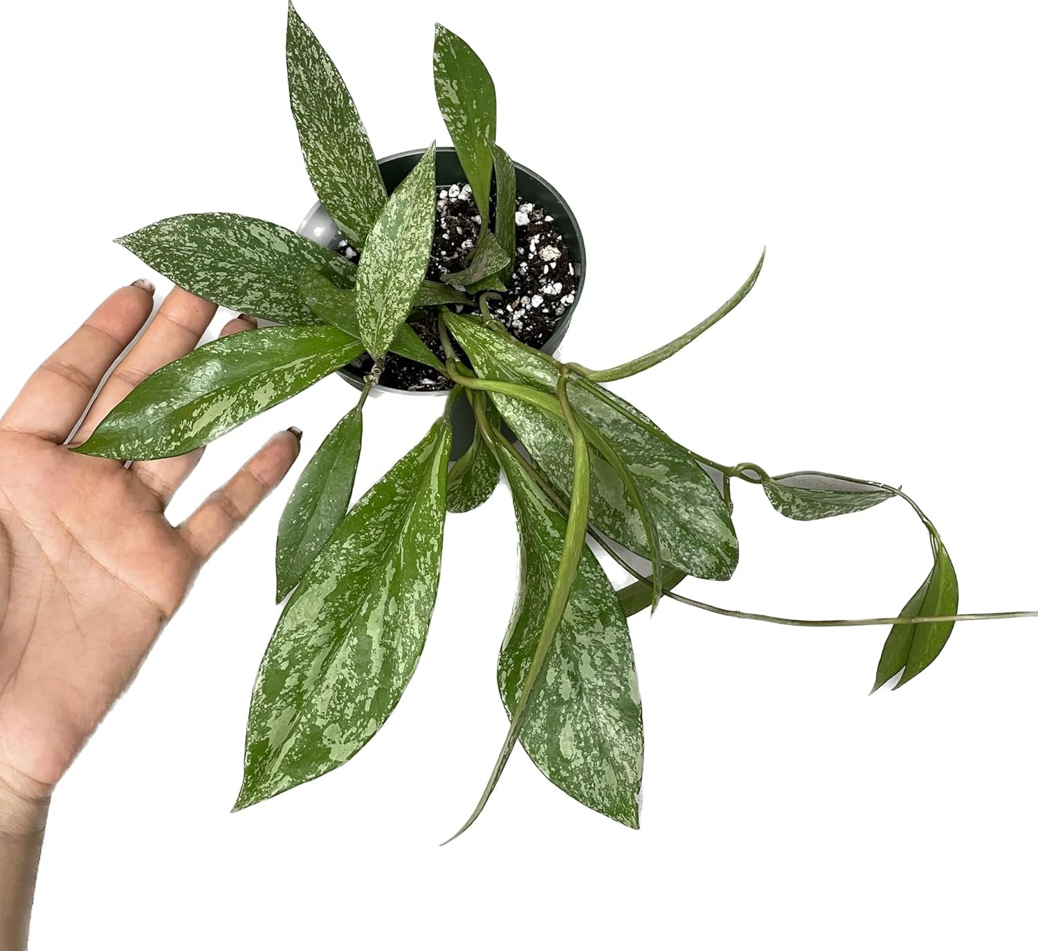 Hoya Publicalyx Splash Red Button – Air Purifying Features – Pet Friendly – Hoya Plants Live Houseplants – Wax Plant (3-4 Plants, 4″ Pot)
