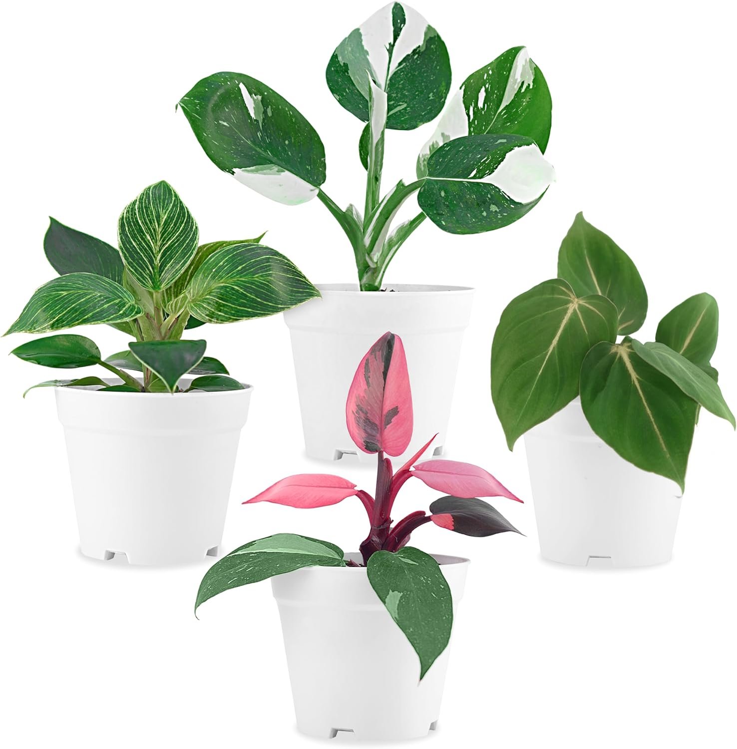 Philodendron Plant Live Exclusive Collection (4-Pack) – Rare Birkin, Gloriosum, Pink Princess & White Wizard in 2″ Pot; Easy Care Indoor Plants Live Houseplants Decor for Home/Office/Garden