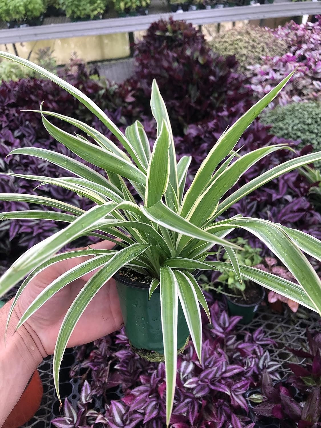 Variegated Spider Plant ‘Airplane’ – Air-Purifying, Low Maintenance, Thrives in Home & Office – Perfect for Plant Enthusiasts – Live houseplant in Potting Soil