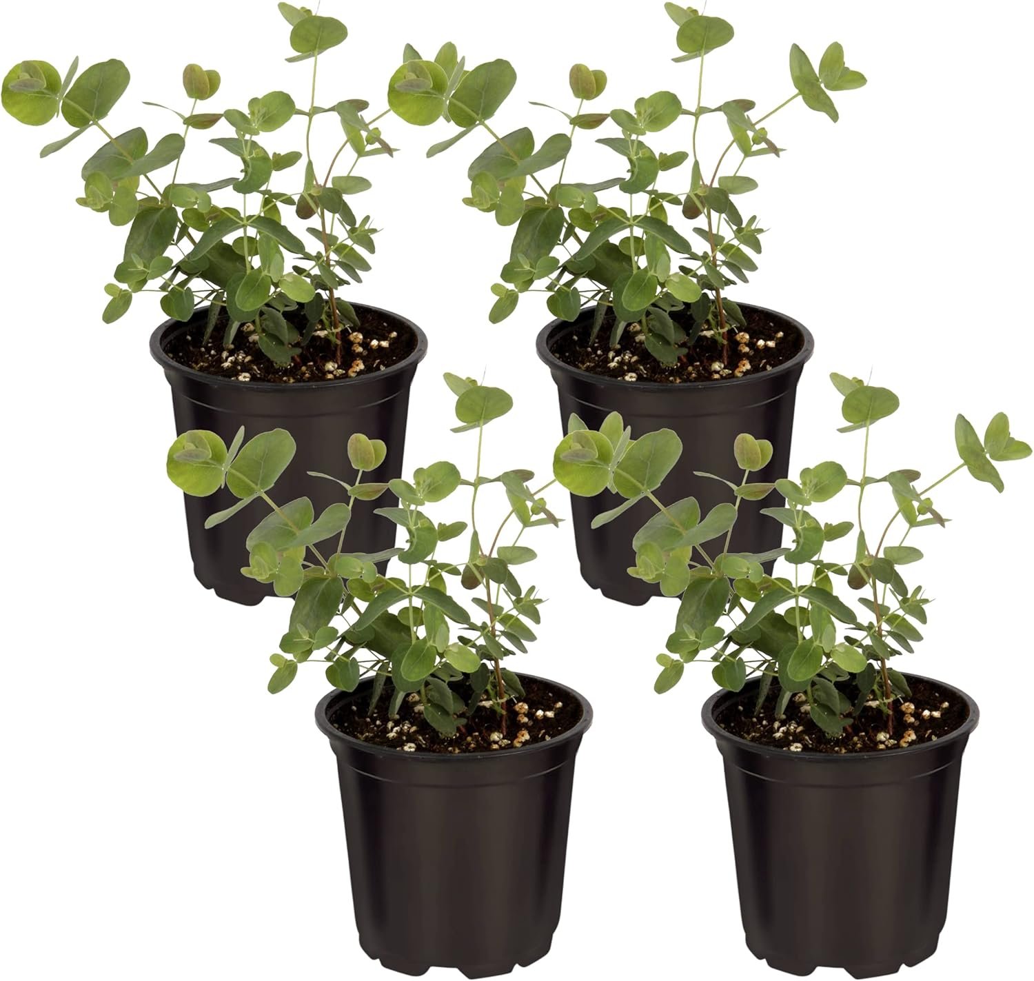 Live Aromatic and Edible Herb – Eucalyptus (4 Per Pack) – Assorted Varieties, Natural Air Purifier, 10″ Tall by 3″ Wide
