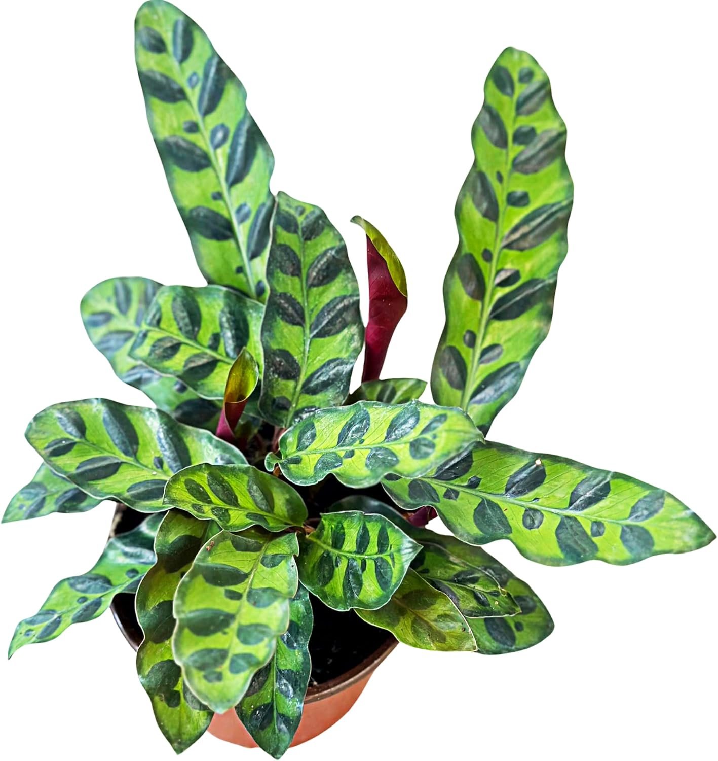 Rattlesnake Calathea Plant in 4″ Pot – Live Rattlesnake Plant – Pet Safe Air Purifying Indoor Outdoor House Plants Flowers for Home Office Wedding Decor & Birthday Gift (Large)(Heat Pack Included)