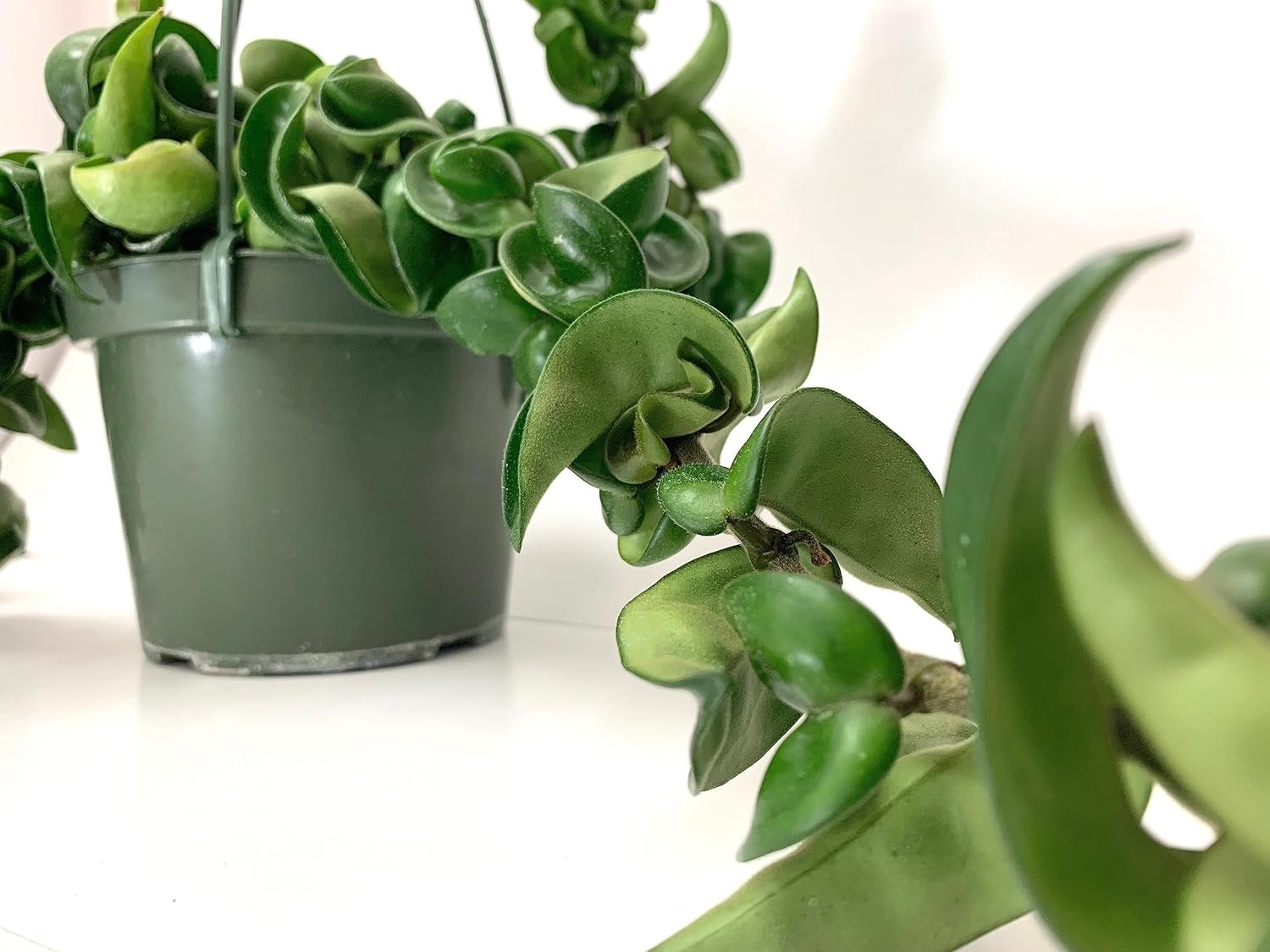 Hoya Compacta aka Hoya Hindu Rope Available in 2″ Pot Live Hoya Plant | Air-Purifying Plant