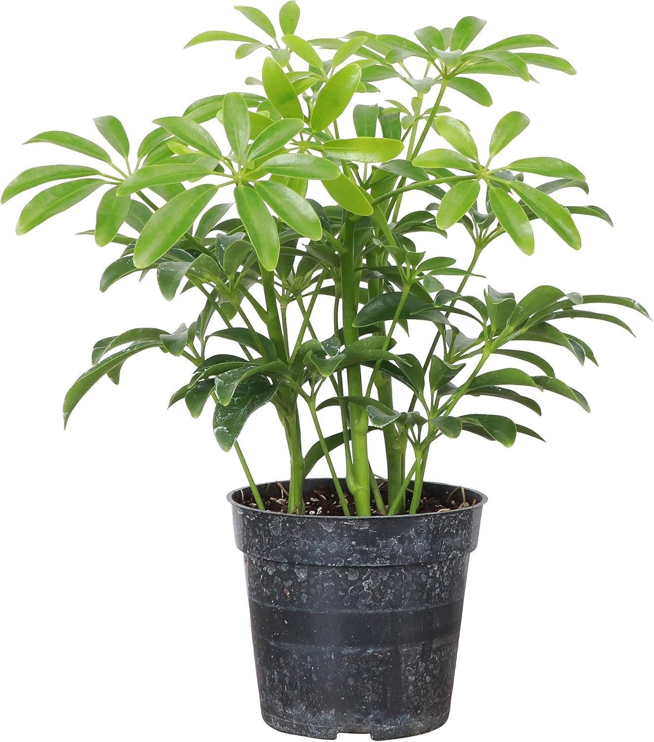 Thorsen’s Greenhouse Live Arboricola Umbrella Tree Plant, Schefflera Arboricola, Natural Air Purifier, Easy to Grow, Live Indoor Houseplant, 4-inch Diameter (Growers Pot)