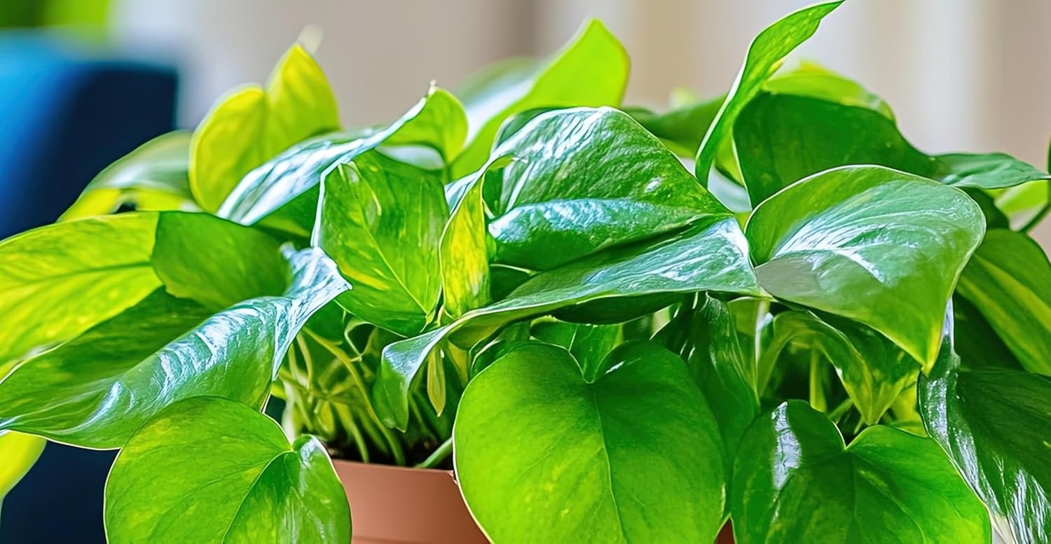 Emerald Falls Pothos – Live Plant in 2 Inch Pot – Air Purifier Plant to Make Your House Healthier – Indoor Plant Aesthetic
