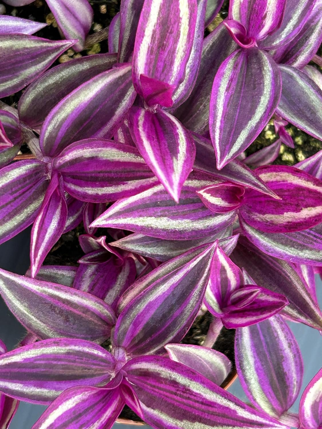 Pink Wandering Jew Live Plant – Tradescantia Pink Paradise, Vibrant Foliage Indoor Houseplant, Air Purifier, Easy to Grow for Home and Office