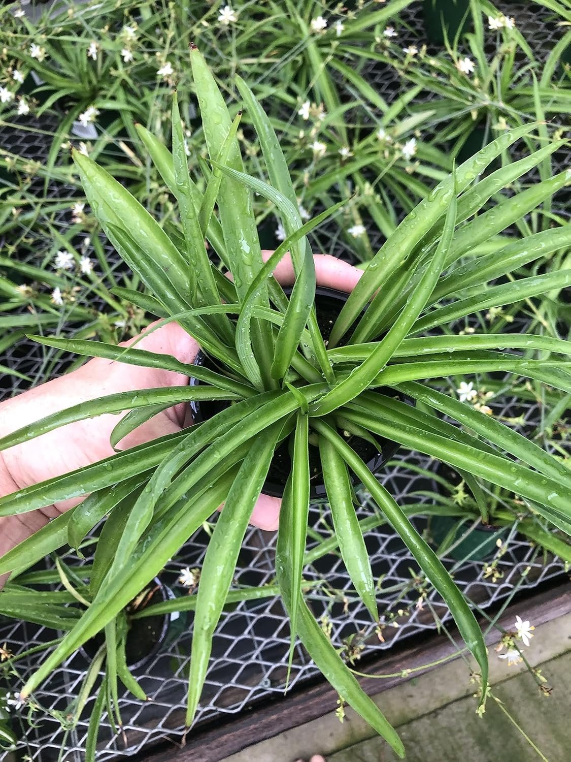 Solid Green Spider Plant – Large Size – Air-Purifying, Low Maintenance, Thrives in Home & Office – Perfect for Plant Enthusiasts – Live Houseplant in Potting Soil