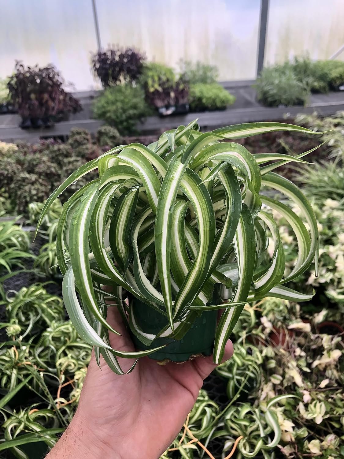 Spider Plant Live houseplant – Bonnie Curly Variety, Air-Purifying, Low Maintenance, Perfect for Home and Office Décor, Chlorophytum comosum, Easy Care Starter Plants