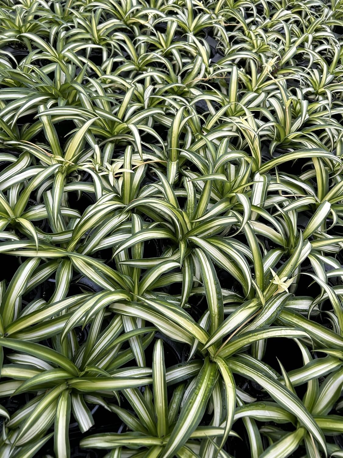 Large Hawaiian Spider Plant – Air Purifying, Low Maintenance, Thrives in Home & Office – Perfect for Plant Enthusiasts – Live Houseplant in Potting Soil (Pack of 1)
